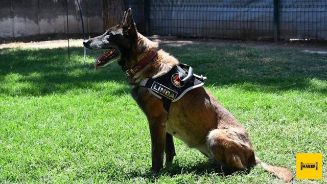 Batman'da görev yapan hassas burun "Linda" emekli oldu