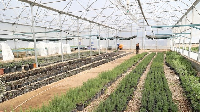 Büyükşehir’den Alanya’nın coğrafi işaretli keçiboynuzuna destek