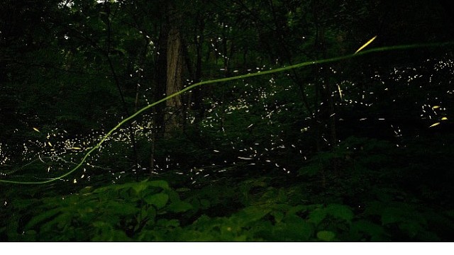 'Doğanın Işıltısı’, 7 Haziran Pazar Saat 20.00’de National Geographic WILD Ekranlarında İzleyicilerle Buluşuyor!