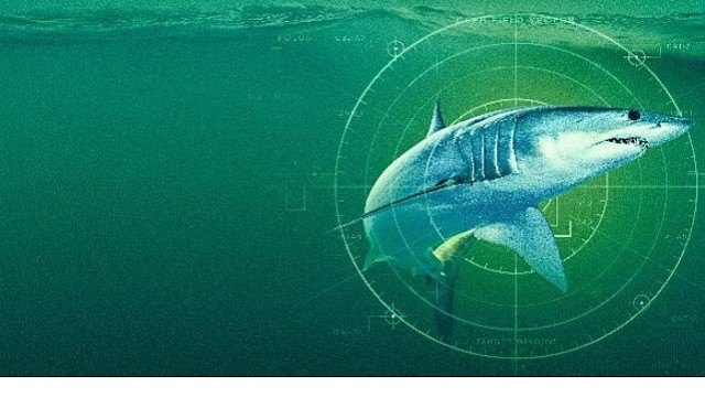 'Dünyanın En Büyük Mako Köpekbalığı’, 19 Temmuz Pazar Saat 20.00’de National Geographic WILD Ekranlarında!