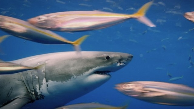 'Köpekbalığı Saldırıları Özel’, 5 Temmuz Pazar Saat 21.00’de National Geographic WILD Ekranlarında!
