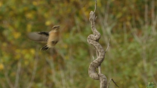 'Muhteşem Yırtıcılar: Zehirliler’, 18 Temmuz Cumartesi Saat 20.00’de National Geographic WILD Ekranlarında İzleyicilerle Buluşuyor!