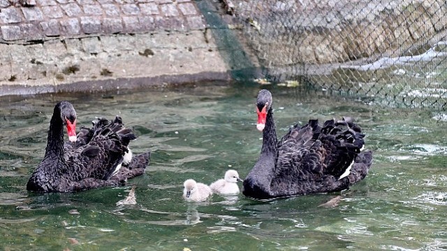 Kuğulu Park Ailesi Büyüdü