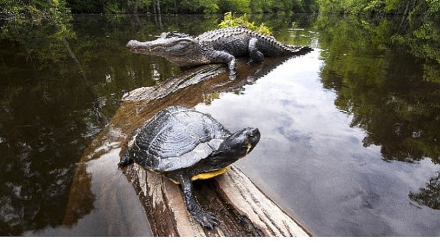 'Amerika’nın Amazonu’, 29 Ağustos Cumartesi Saat 20.00’de National Geographic WILD’da!