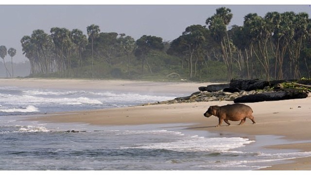 'Gabon’un Sörfçüleri: Ormandan Okyanusa’, 22 Ağustos Cumartesi Saat 20.00’de National Geographic WILD Ekranlarında İzleyicilerle Buluşuyor!