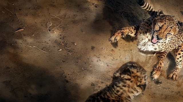 'Safarinin Gizli Dünyası’, 6 Eylül Pazar Saat 20.00’de İki Bölüm Art Arda National Geographic WILD Ekranlarında!