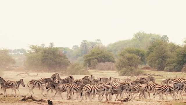 Sinematik Görselliğiyle Büyüleyecek Olan 'Vahşi Doğanın Tozu’, 27 Eylül Pazar Saat 20.00’de National Geographic WILD Ekranlarında İzleyicilerle Buluşuyor!