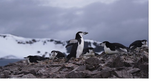 'Penguen Dünyası’, 7 Ekim Çarşamba Saat 20.00’de National Geographic WILD Ekranlarında!